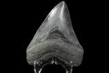 Serrated, Fossil Megalodon Tooth - South Carolina #90387-1